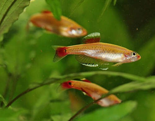 8Pack Gold - White Cloud Danio (Tanichthys Albonubes) Live Fish FREE SHIPPING