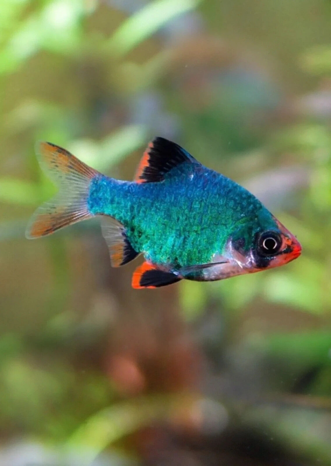 Pack 6 Green Tiger Barb ( Puntigrus Tetrazona) LiveFish FREE SHIPPING