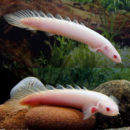 2 Pack Albino Senegal Bichir  (3.0-3.5 Inch) Live Fish FREE SHIPPING