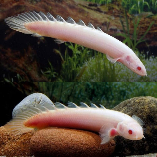 2 Pack Albino Senegal Bichir  (3.0-3.5 Inch) Live Fish FREE SHIPPING