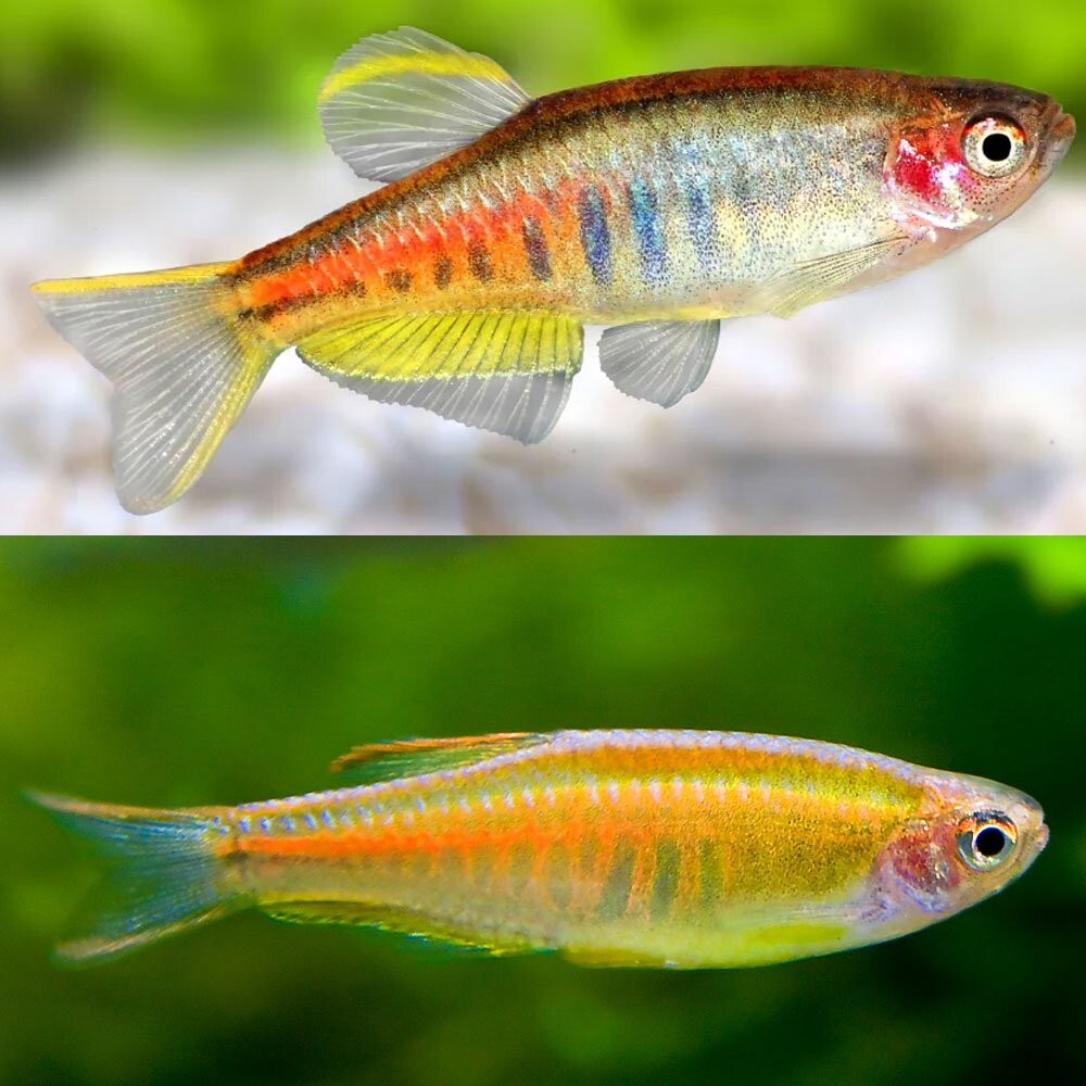 Pack 8 Choprai Danio Glolite unsex(Celestichthys Choprae) LiveFish FREE SHIPPING