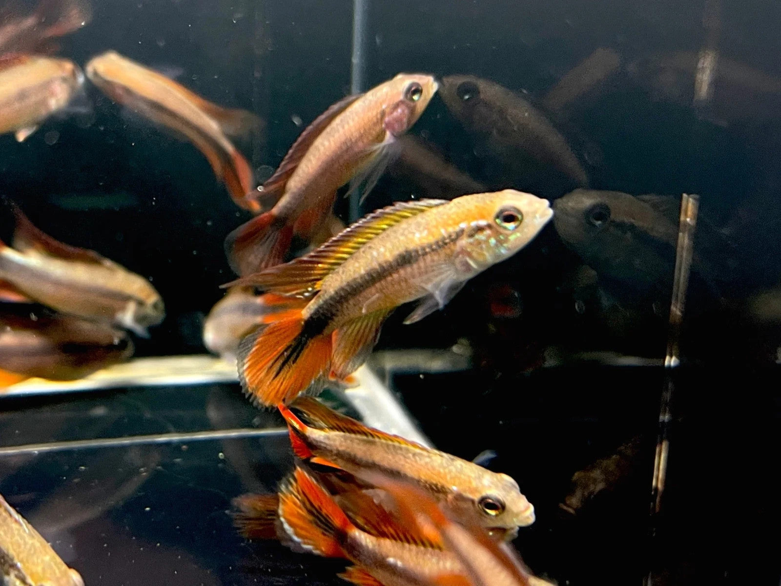 2x Apistogramma Agassizii “Double Red” – Live Dwarf Cichlid