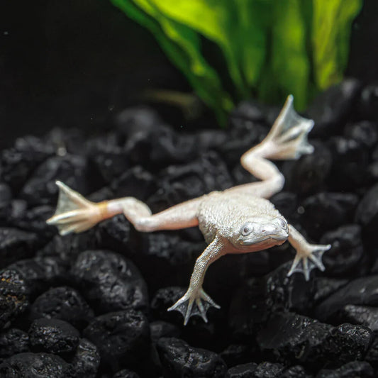 5 Pack Gold African Dwarf Frogs med (Hymenochirus Boetgeri Gold) Live Fish