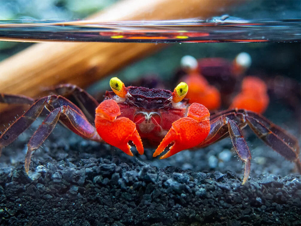 Pack 4 Red Devil Freshwater Crab Live Fish SemiAquatics