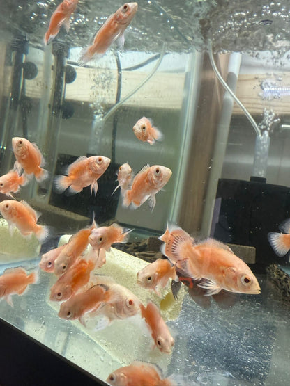 Albino Red Oscar 1-1.5 Inch Live Fish