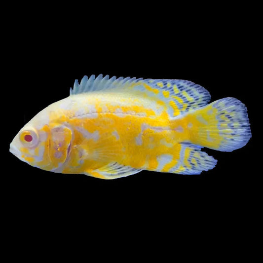 Live Lemon Oscar 1.5–2″ – Vibrant Yellow Oscar Cichlid, Hardy Community Fish
