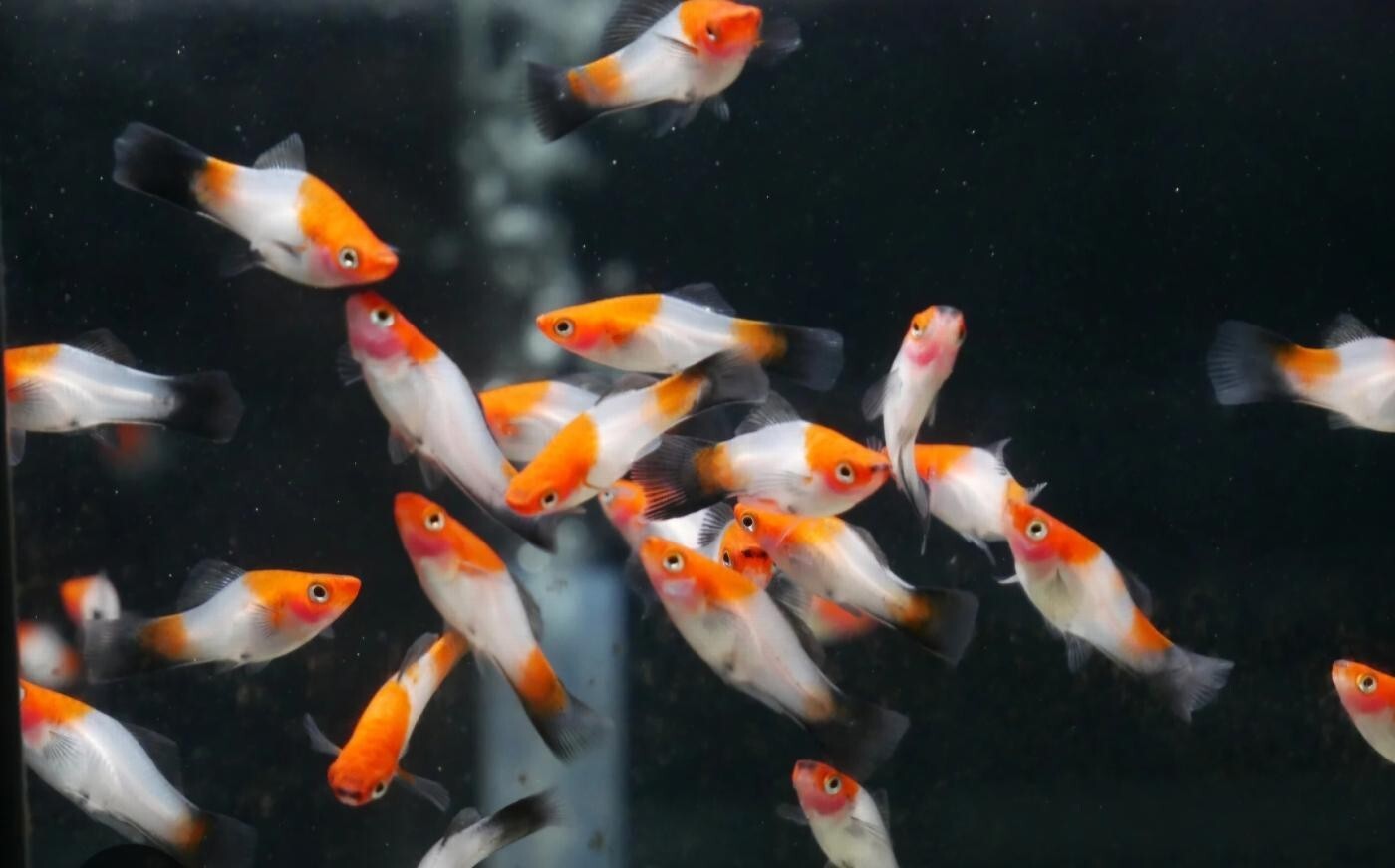 5 Pack Koi Santa Claus Swordtail