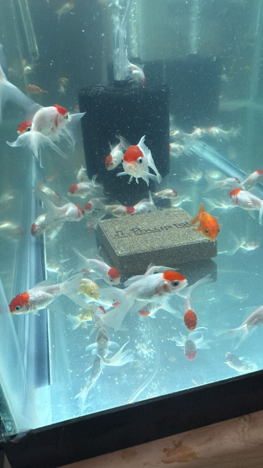 Red Cap Oranda Goldfish 1.0-1.5  Inch (Pack 4) Live Fish FREE SHIPPING