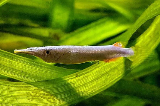 3-Pack Gold Wrestling Halfbeak Livebearers – Live Tropical Freshwater Fish