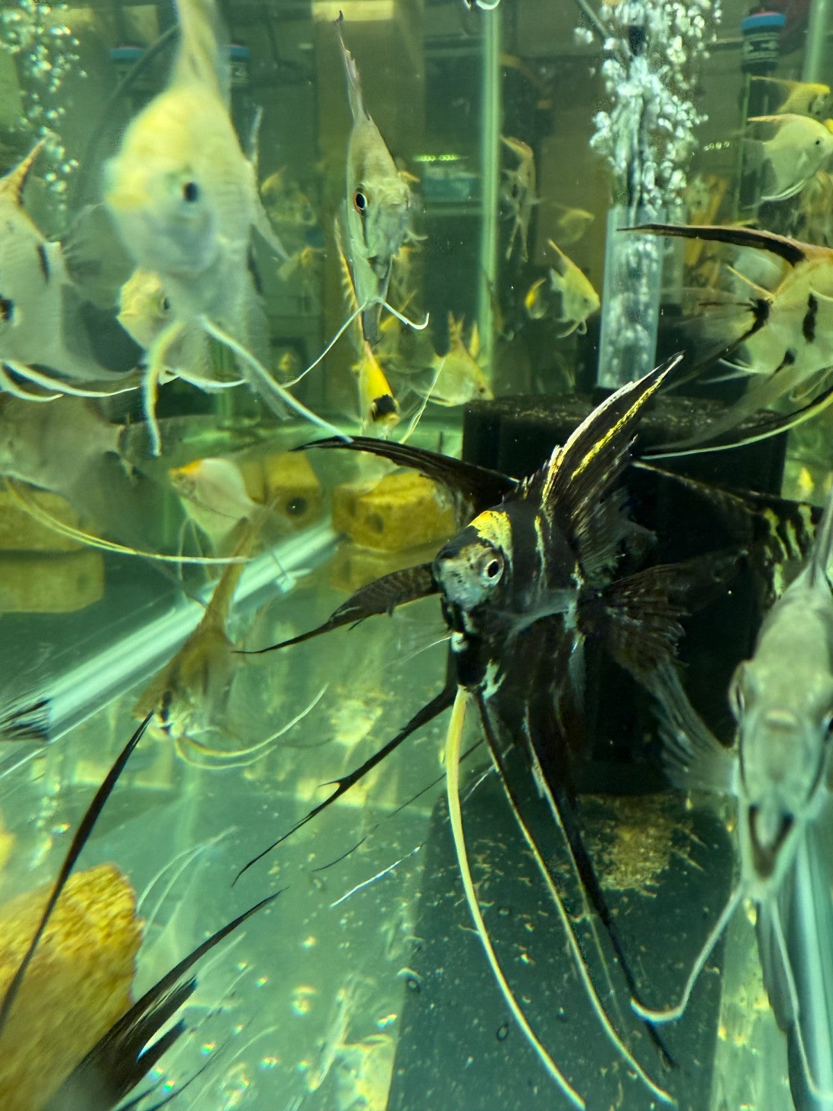 Pack of 3 Mixed Veiltail Angelfish – Live Fish, 1.5″ Body / 3″+ Silhouette,