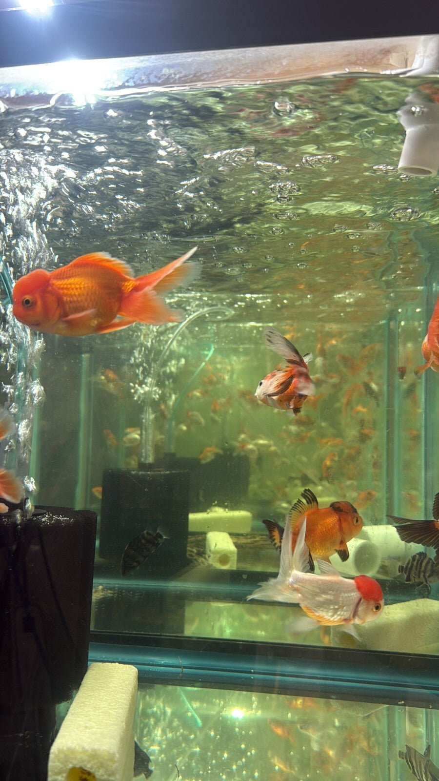 Premium Oranda Fantail Assorted 3 INCH Goldfish High Quality Live Fish