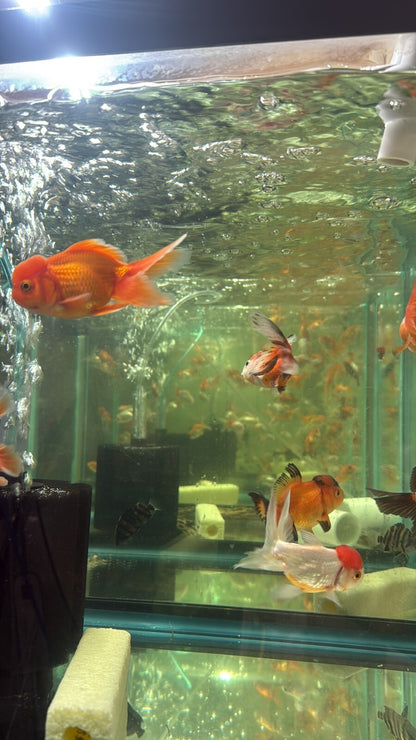 Premium Oranda Fantail Assorted 3 INCH Goldfish High Quality Live Fish