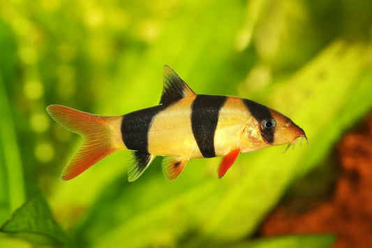 Clown Loach 2Inch (Chromobotia Macracanthus) Pack of 4 Live Fish