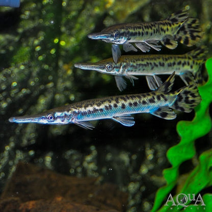 Alligator Gar 3-4 Inch Live Fish