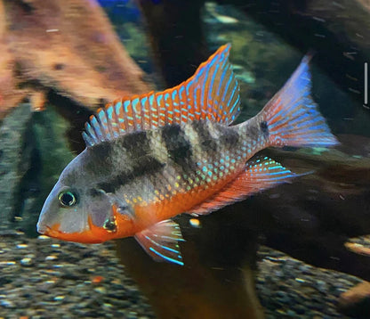 Firemouth Meeki Cichlid Med 2.0-2.5 Inch Live Fish