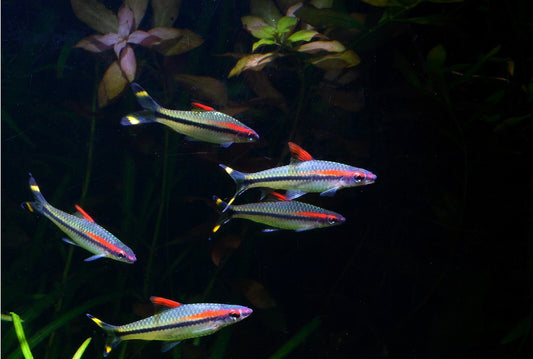 Pack 3 Roseline Barb 2 Inch Live Fish FREE SHIPPING