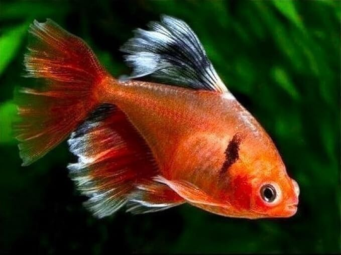 Tetra Serpae LF Pack of 8, Live Fish for Aquarium FREE SHIPPING