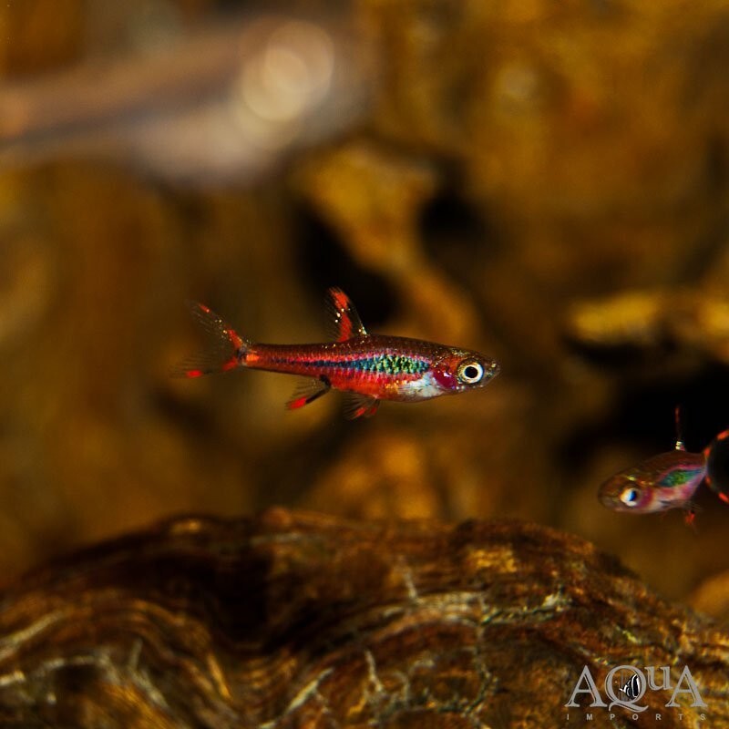 8 Pack Redfin Mosquito Rasbora (Boraras Brigittae) Live Fish FREE SHIPPING