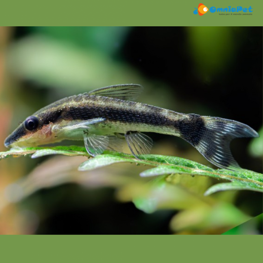 Pack 6 Otocinclus Brazil  Affinis Live Fish FREE SHIPPING