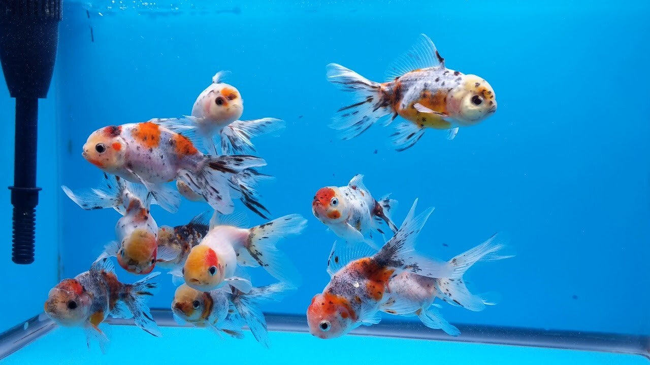 Calico Oranda Goldfish 2.0-2.5 Inch (Pack 4) Live Fish FREE SHIPPING
