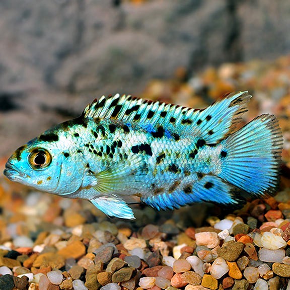 Pack of 4 Electric Blue Jack Dempsey – Live Fish – Colorful Freshwater Cichlids