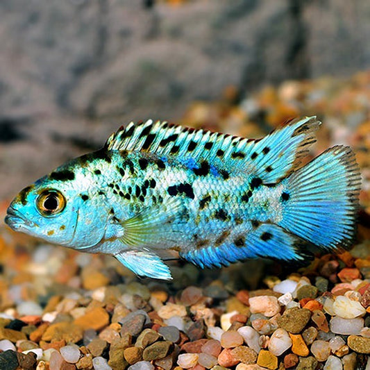 Pack of 4 Electric Blue Jack Dempsey – Live Fish – Colorful Freshwater Cichlids