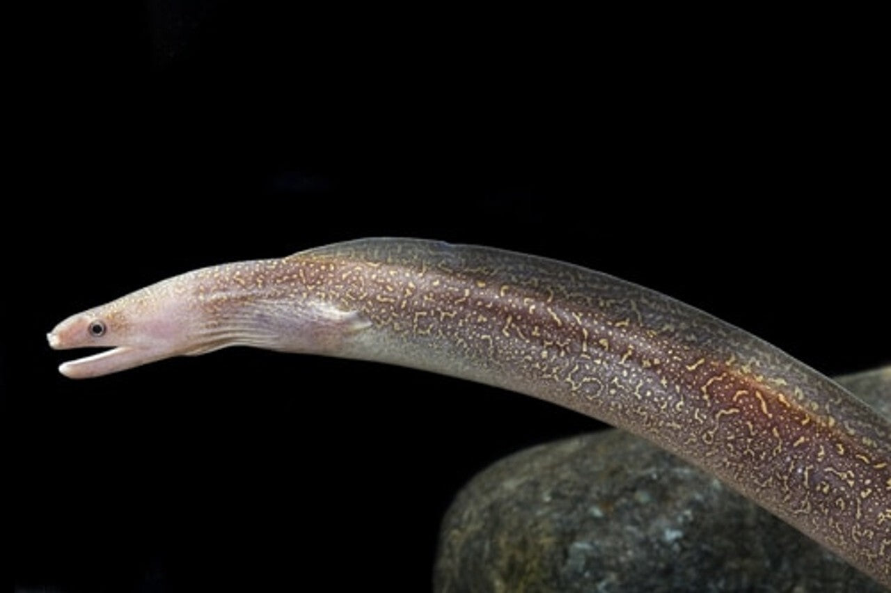 Snowflake Freshwater Moray  8-10 Inch Live Fish