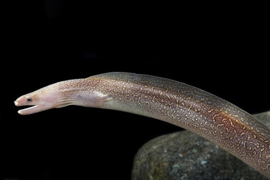 Snowflake Freshwater Moray  8-10 Inch Live Fish