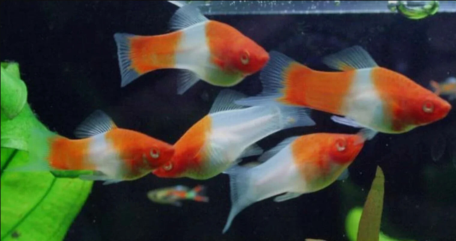 5 Pack Koi Santa Claus Swordtail