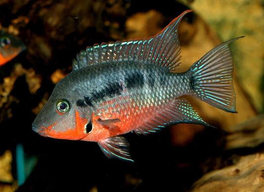 Firemouth Meeki Cichlid Med 2.0-2.5 Inch Live Fish