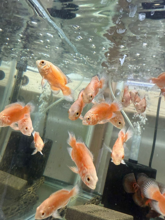 Albino Red Oscar 1-1.5 Inch Live Fish