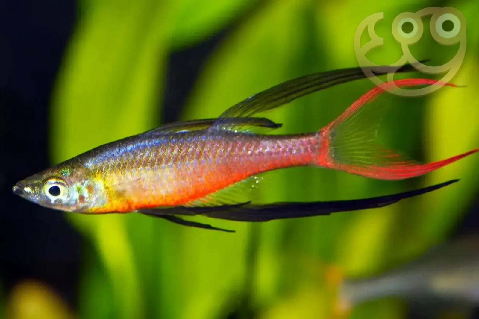 3x Threadfin Rainbowfish (Iriatherina werneri) – Live Peaceful Aquarium Fish