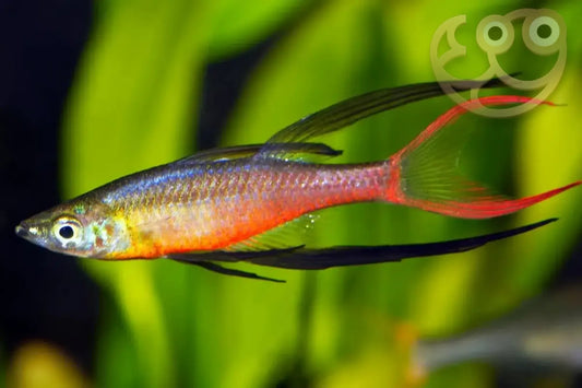 3x Threadfin Rainbowfish (Iriatherina werneri) – Live Peaceful Aquarium Fish