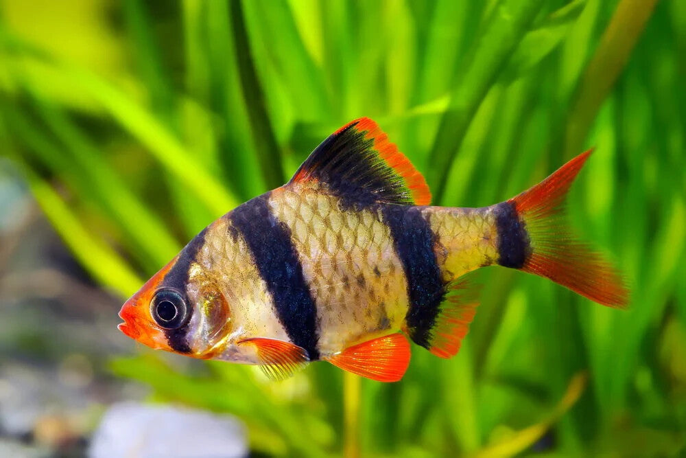 Barbs Tiger Pack of 8 Live Fish, FREE SHIPPING