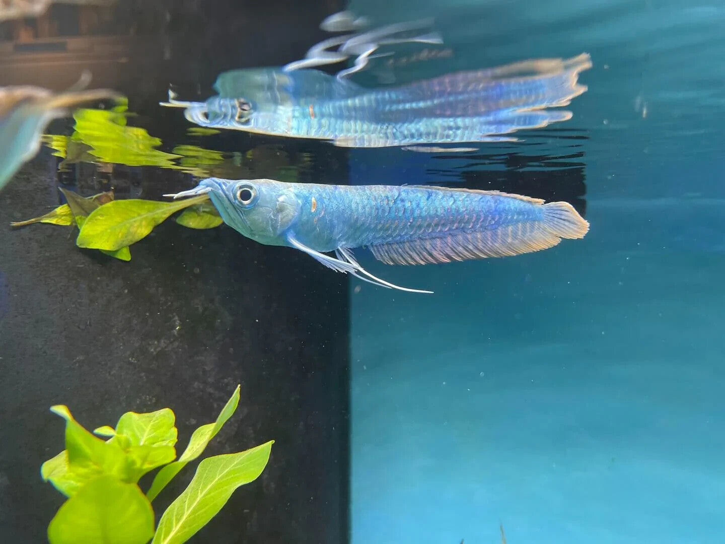 Silver Blueberry Arowana  6" To 7" Inch Live Fish NEXTDAY SHIPPING