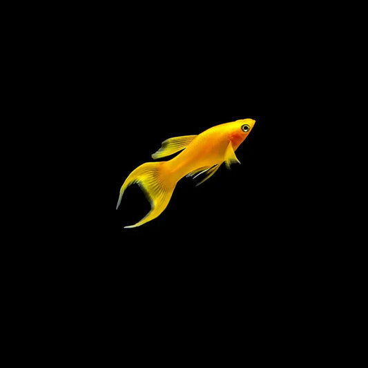 5x Tangerine Lyretail Molly – Live Freshwater Fish – Peaceful & Colorful