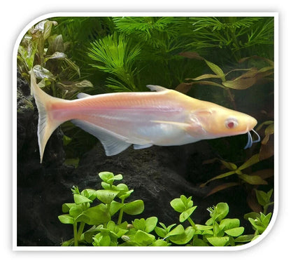 1 Albino + 1 Iridescent-Shark – Live 2" Freshwater Fish – Pack of 2
