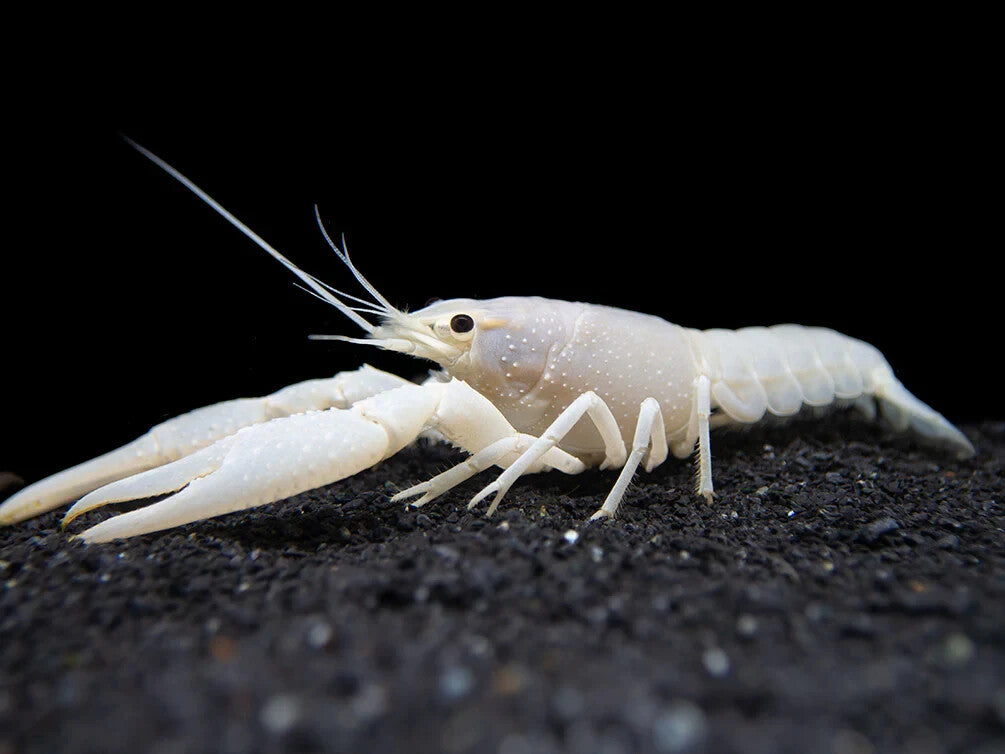 2 Pack White Vanilla Crawfish/ Crayfish 2-2.5 Inch LiveFish FREE SHIPPING