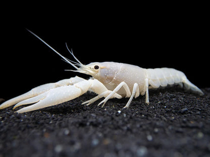 2 Pack White Vanilla Crawfish/ Crayfish 2-2.5 Inch LiveFish FREE SHIPPING