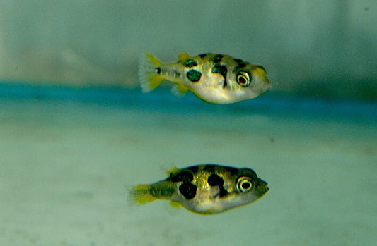 Pack 3 Dwarf Puffer 0.5 Inch (Tetraodon Travancoricus) Live Fish FREE SHIPPING