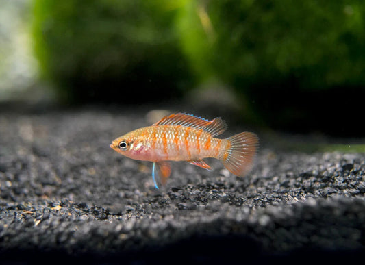 6 Pack Scarlet Badis UNSEXED Live fish