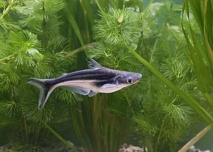 1 Albino + 1 Iridescent-Shark – Live 2" Freshwater Fish – Pack of 2