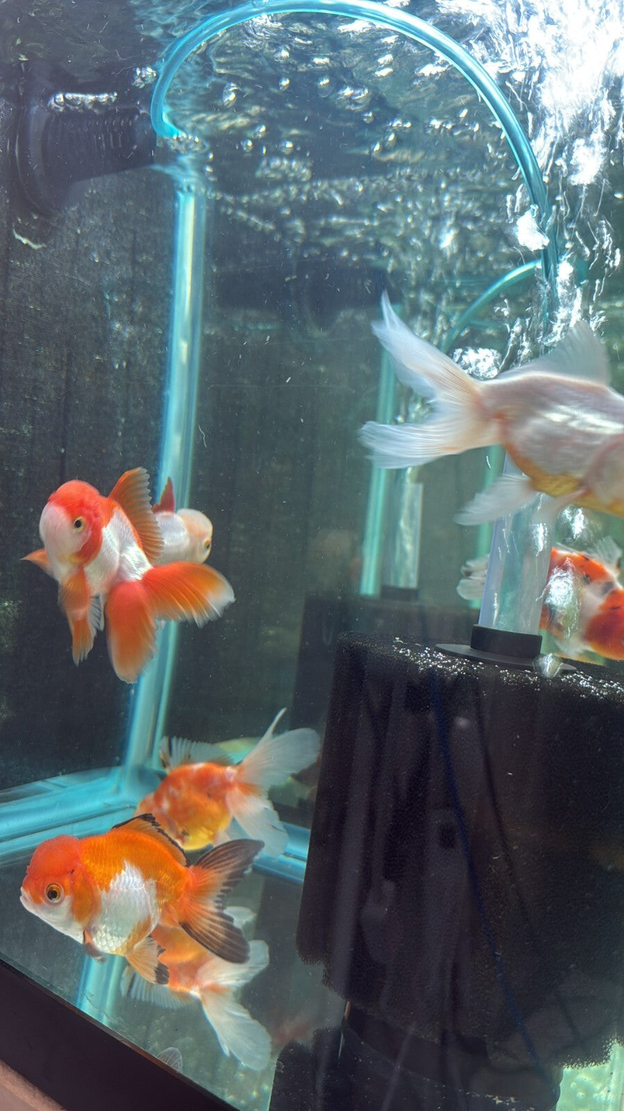 Premium Oranda Fantail Assorted 3 INCH Goldfish High Quality Live Fish