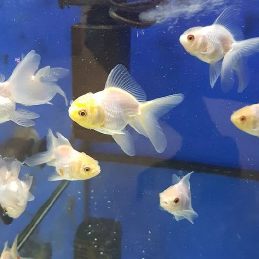 Yellow Cap Oranda Goldfish 4PACK 2-2.5 inch Live Fish