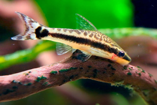 Pack 6 Otocinclus Brazil  Affinis Live Fish FREE SHIPPING