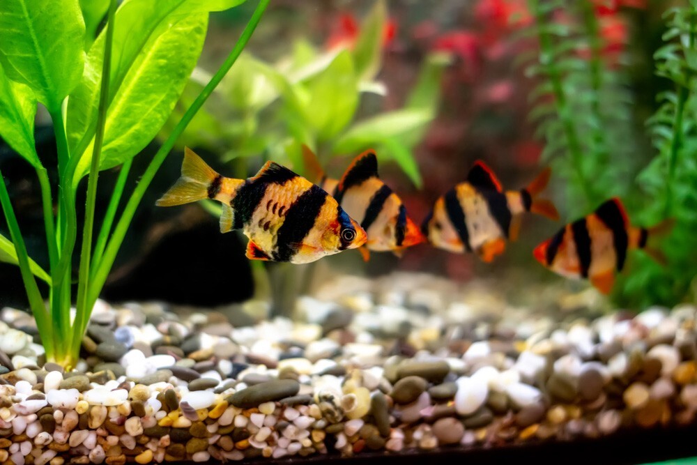 Barbs Tiger Pack of 8 Live Fish, FREE SHIPPING