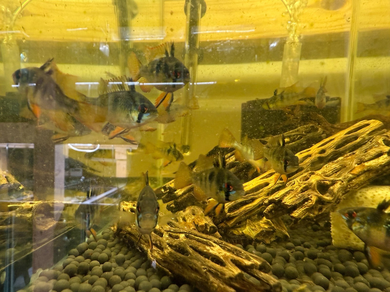 2-Pack Black German Ramirezi Live Fish