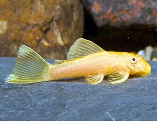 Pleco Ancistrus Albino 1 -1.5 Inch Pack 4 Live Fish FREE SHIPPING