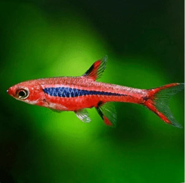 8 Pack Redfin Mosquito Rasbora (Boraras Brigittae) Live Fish FREE SHIPPING