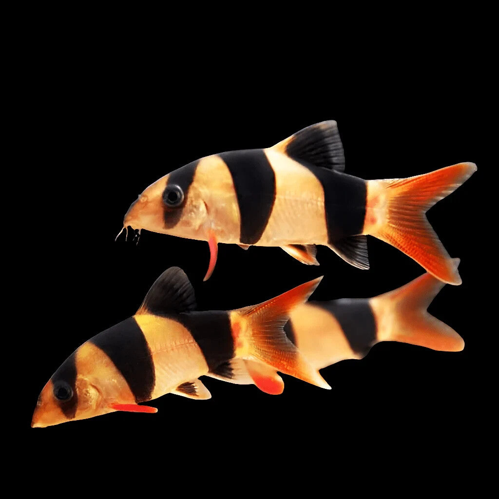 3 PACK Clown Loach /2.5-3.0 Inch Chromobotia macracanthus - Live Aquarium Fish